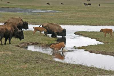 Bison of Yellowstone 3